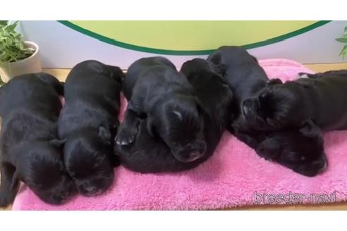 成約済の栃木県のミックス犬-236806の1枚目